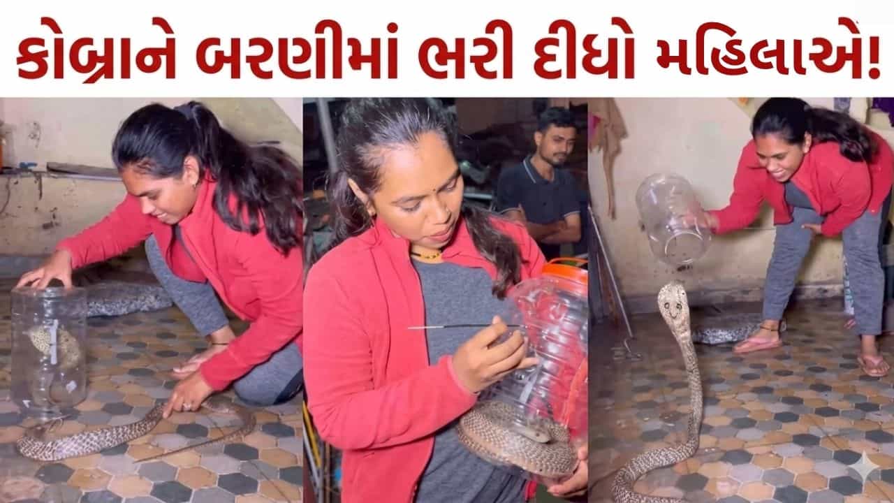 Trending Video : વાહ દીદી વાહ! ઘરમાં ઘુસ્યો કોબ્રા તો યુવતીએ બરણીમાં ભરી લીધો, વીડિયો જોઈ ઉડ્યા હોંશ