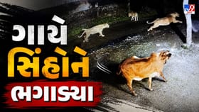 અમરેલીમાં માત્ર એક ગાયે 7 સિંહોને ઊભી પૂંછડીએ ભગાડ્યા, અનોખો Video વાય