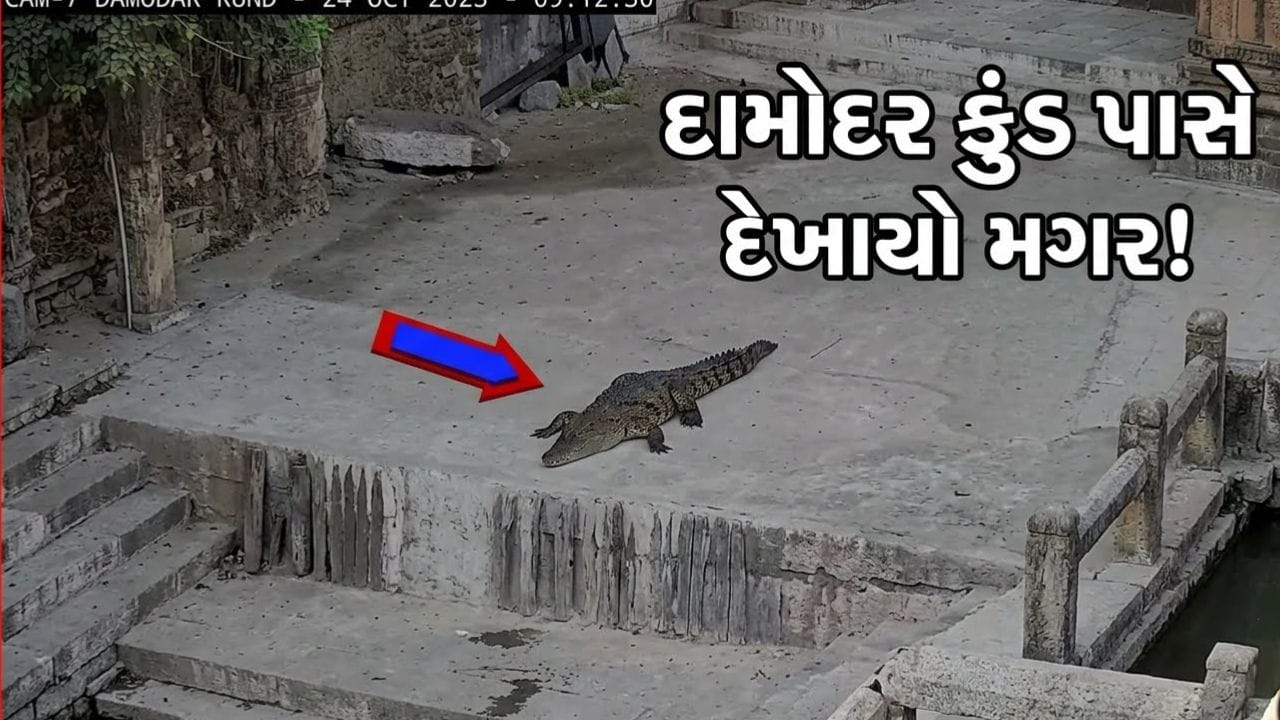 જુનાગઢના દામોદર કુંડ પાસે મગર દેખાતા શ્રદ્ધાળુઓમાં દહેશત