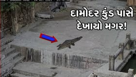 દામોદર કુંડ પાસે મગર દેખાતા દહેશત! શ્રદ્ધાળુઓને સાવચેત રહેવા કરાઈ અપીલ