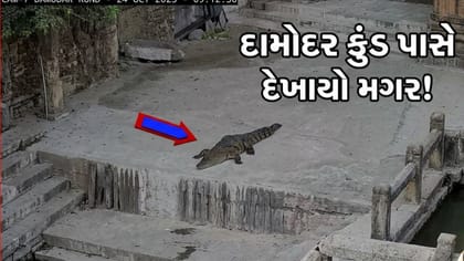 દામોદર કુંડ પાસે મગર દેખાતા દહેશત! શ્રદ્ધાળુઓને સાવચેત રહેવા કરાઈ અપીલ