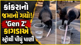 તરસ્યા કાગડાની વાર્તા બદલાઈ! સ્ટ્રોથી પાણી પીતા કાગડાનો વીડિયો વાયરલ