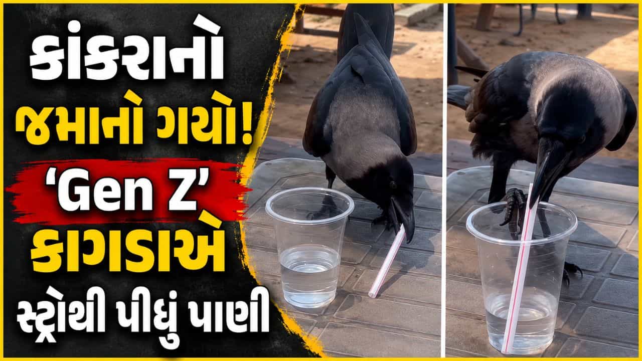Trending Video : તરસ્યા કાગડાની વાર્તા બદલાઈ! હવે સ્ટ્રોથી પાણી પીતા કાગડાનો વીડિયો વાયરલ
