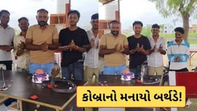 ગજબના લોકો! નાગપાંચમ પર કોબ્રાનો મનાવાયો જન્મદિવસ, પછી કાપી કેક-Video