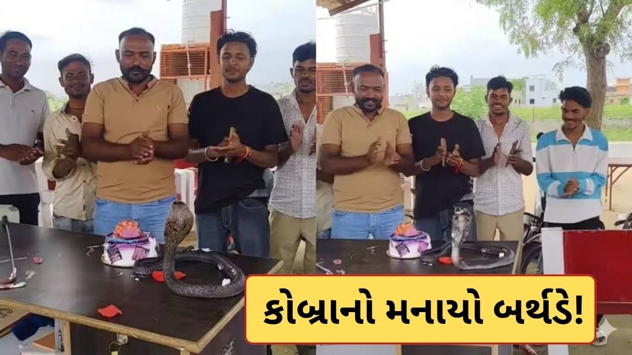 Trending Video : ગજબના લોકો! નાગપાંચમ પર કોબ્રાનો મનાવાયો જન્મદિવસ, પછી કાપી કેક, વીડિયો વાયરલ