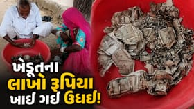 પરિવાર અને ચોરીના ડરથી ખેતરમાં દાટ્યા ₹5 લાખ, ઉધઈ આખી બચત ચટ કરી ગઈ!