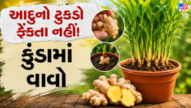કુંડામાં આદુ ઉગાડવાની સરળ રીત