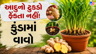 How to Grow Ginger at Home in a Pot : ઘરે જ ઉગાડો આદુનો છોડ, બજારમાંથી ખરીદવાની જરૂર નહીં પડે : જાણો સરળ રીત