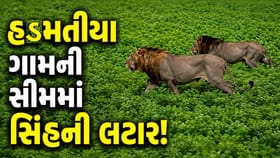 જામનગરના હડમતીયા ગામની વાડી વિસ્તારમાં સિંહ દેખાતા ફફડાટ, જુઓ-Video