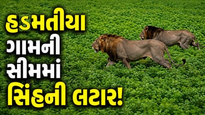 જામનગરના હડમતીયા ગામની વાડી વિસ્તારમાં સિંહ દેખાતા ફફડાટ, જુઓ-Video