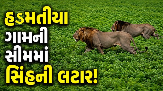 જામનગરના હડમતીયા ગામની વાડી વિસ્તારમાં સિંહ દેખાતા ફફડાટ, જુઓ-Video