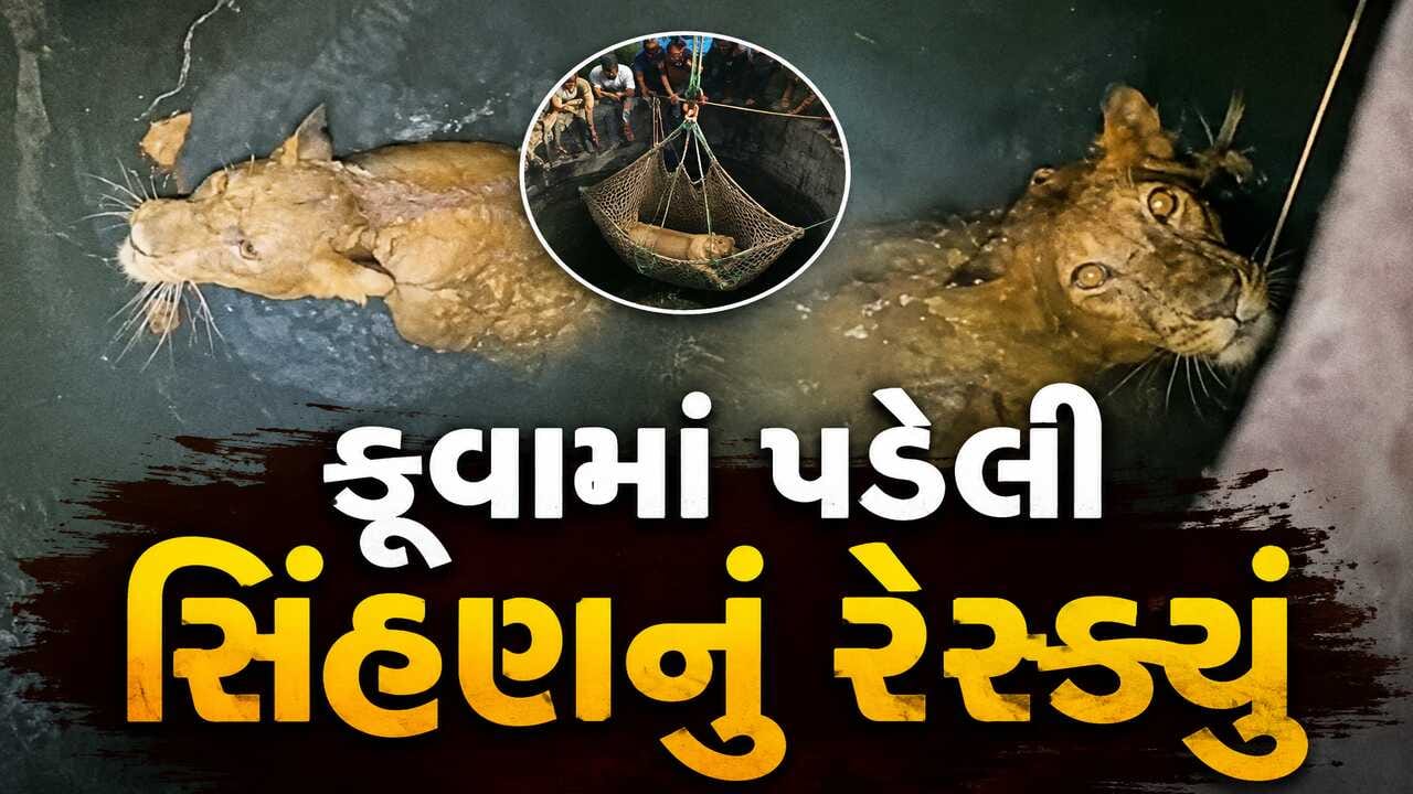 માળિયાહાટીના તાલુકાના કુક્કસવાડા ગામના કૂવામાં ખાબકેલી સિંહણનું કરાયું રેસ્ક્યું, જુઓ Video માળિયાહાટીના તાલુકાના કુક્કસવાડા ગામના કૂવામાં ખાબકેલી સિંહણનું કરાયું રેસ્ક્યું, જુઓ Video
