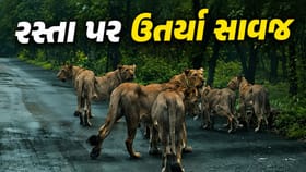 ગીરમાં રસ્તા પર ઉતર્યું 12 સિંહોનું ટોળું! અદ્ભુત દૃશ્યો કેમેરામાં કેદ
