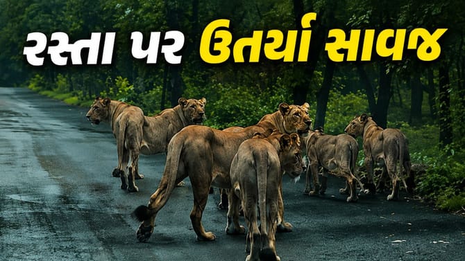 ગીરમાં રસ્તા પર ઉતર્યું 12 સિંહોનું ટોળું! અદ્ભુત દૃશ્યો કેમેરામાં કેદ