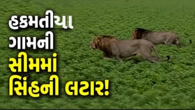 જામનગરના હડમતીયા ગામની વાડી વિસ્તારમાં સિંહ દેખાતા ફફડાટ, જુઓ-Video