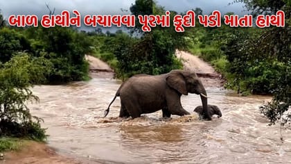 પૂરમાં તણાઈ રહેલા બાળ હાથીને બચાવવા માતા હાથીએ લગાવી જીવની બાજી