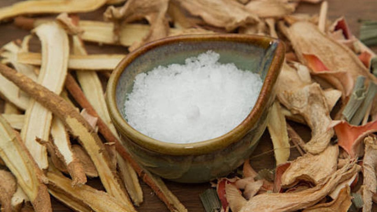 કુદરતી કપૂર મુખ્યત્વે Cinnamomum camphora નામના કપૂરના ઝાડમાંથી તૈયાર કરવામાં આવે છે. (Image Source | iStock)
