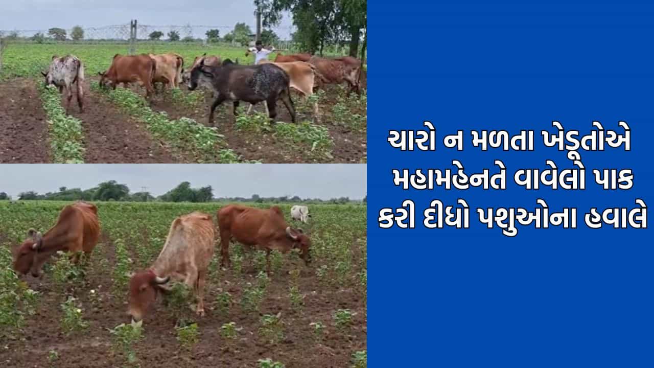 કમરતોડ મહેનત કરી વાવેલા પાકને ખેડૂતોએ કરી દીધો પશુઓના હવાલે, વરસાદ ખેંચાતા ધરતીપુત્રોની હાલત થઈ કફોડી- Video