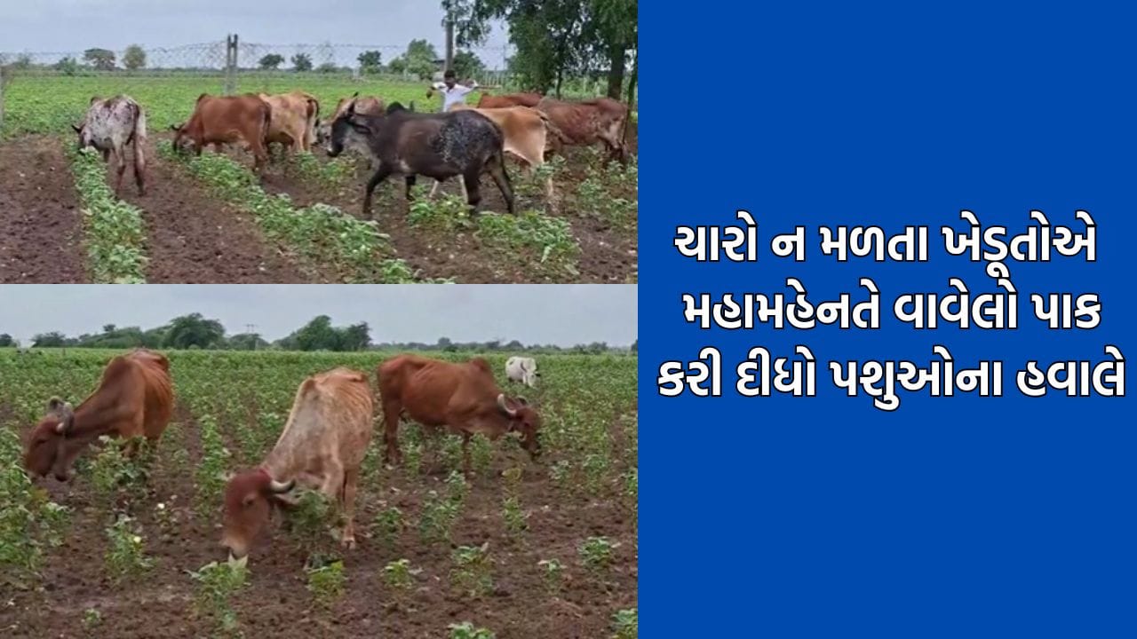 કમરતોડ મહેનત કરી વાવેલા પાકને ખેડૂતોએ કરી દીધો પશુઓના હવાલે, વરસાદ ખેંચાતા ધરતીપુત્રોની હાલત થઈ કફોડી- Video કમરતોડ મહેનત કરી વાવેલા પાકને ખેડૂતોએ કરી દીધો પશુઓના હવાલે, વરસાદ ખેંચાતા ધરતીપુત્રોની હાલત થઈ કફોડી- Video