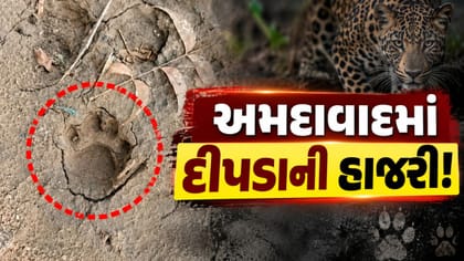 અમદાવાદના સાણંદ પંથકમાં ફરી દીપડાની દહેશત
