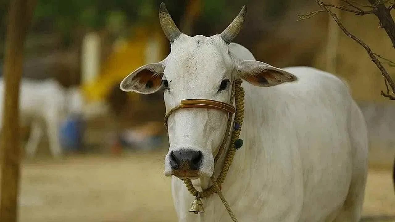 હિંદુ ધર્મમાં ગાયને પૂજનીય માનવામાં આવી છે. તેમાં 33 કોટિ દેવી-દેવતાઓનો વાસ હોય છે. જ્યોતિષ શાસ્ત્ર અનુસાર, ગાયની સેવા કરવાથી કુંડળીના તમામ નવે નવ ગ્રહો શાંત થાય છે અને શુભ ફળ આપનારા બને છે. રોજ સવારે પહેલી રોટલી ગાયને ખવડાવવાથી અને તેમની પીઠ થાબડવાથી ઘરમાં સુખ-સમૃદ્ધિ આવે છે. બીજું કે, વાસ્તુ દોષ પણ દૂર થાય છે.