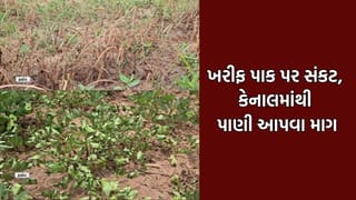 વડોદરામાં વરસાદ ખેંચાતા ખરીફ પાકો નિષ્ફળ જવાની ભીતિ, પાક બચાવવા કેનાલમાંથી પાણી છોડવાની ઉઠી માગ- Video