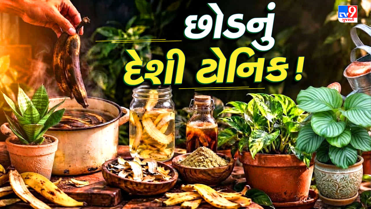 કેળાની છાલ છે ખૂબ કામની ! ફેંકવાને બદલે આ 5 રીતે બનાવો છોડ માટે ઓર્ગેનિક ખાતર