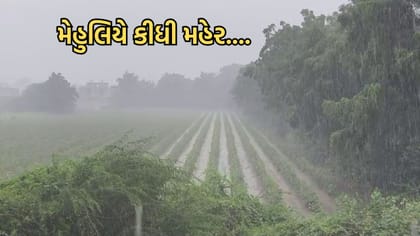 ભાણવડમાં મહેલિયે કિધી મહેર અને ધરતી પુત્રોમાં દોડી ગઈ ખુશીની લહેર.....