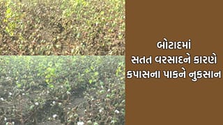 Botad: પહેલા ઓછા વરસાદે રડાવ્યા હવે સતત વરસતા ઠંડા પાણીને કારણે ખેડૂતો પાયમાલ થયા- Video