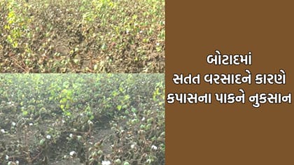 બોટાદમાં સતત ઠંડા વરસાદે કપાસના પાકને પહોંચાડ્યુ ભારે નુકસાન- Video