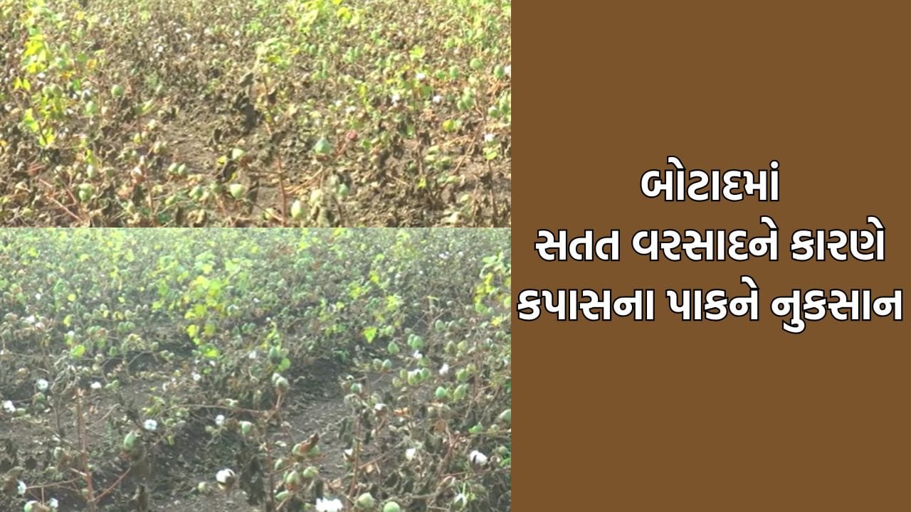 Botad: પહેલા ઓછા વરસાદે રડાવ્યા હવે સતત વરસતા ઠંડા પાણીને કારણે ખેડૂતો પાયમાલ થયા- Video Botad: પહેલા ઓછા વરસાદે રડાવ્યા હવે સતત વરસતા ઠંડા પાણીને કારણે ખેડૂતો પાયમાલ થયા- Video