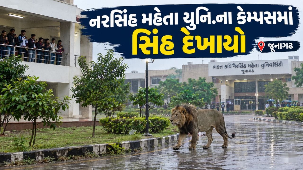 Breaking News  : જૂનાગઢની નરસિંહ મહેતા યુનિ.ના કેમ્પસમાં સિંહ દેખાયો, જુઓ Video