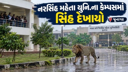 નરસિંહ મહેતા યુનિ.ના કેમ્પસમાં સિંહ દેખાયો , જુઓ Video