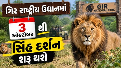 Breaking News : નવરાત્રી પહેલા જ સાસણમાં શરૂ થશે સિંહ દર્શન