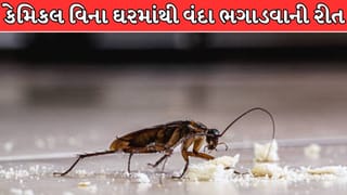 રસોડામાં વંદાઓનો ત્રાસ વધી ગયો છે? રાત્રે સુતાં પહેલાં કરો આ 1 દેશી ઉપાય, સવારે એક પણ વંદો જોવા નહીં મળે!