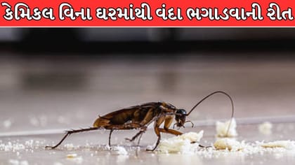 આ 1 દેશી ઉપાયથી રસોડામાંથી વંદાઓ થશે ગાયબ !