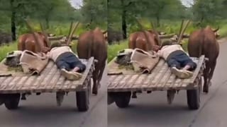 Trending Video : ના ડ્રાઇવર, ના ટેન્શન! બળદગાડા પર આરામથી સૂતો શખ્સ, લોકો બોલ્યા ‘ટેસ્લાને ટક્કર આપે એવો દેશી ઓટોપાયલટ’!