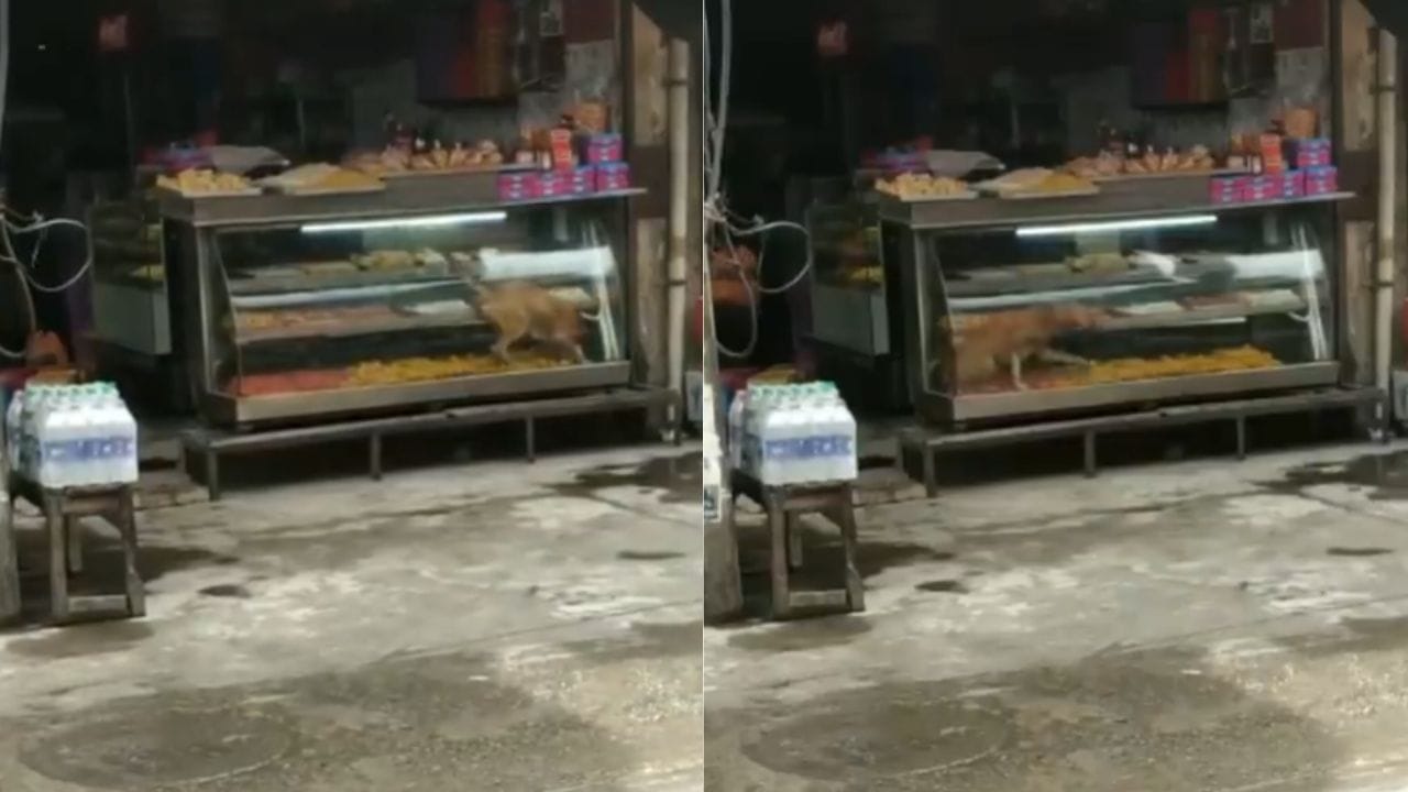 મીઠાઈની દુકાનમાં કૂતરાનો અનોખો વીડિયો