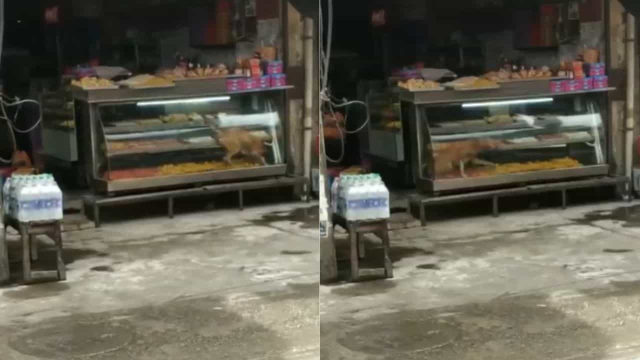 Trending Video : મીઠાઈ જોઈને કૂતરો પણ પોતાને રોકી ન શક્યો! કાઉન્ટર પર ચઢીને મોજથી ખાધી સ્વીટ્સ, જુઓ વાયરલ વીડિયો
