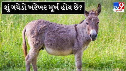 શું ગધેડો ખરેખર મૂર્ખ છે? જાણો તેની મેમરી અને હઠીલાપણા પાછળનું કારણ !