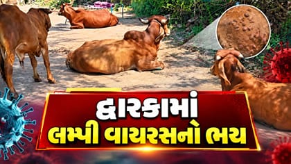 Breaking News : દ્વારકાના ખંભાળિયામાં લમ્પી વાયરસનો ભય