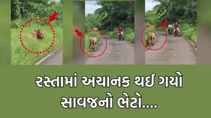બાઈક લઈને જઈ રહ્યા હો અને અચાનક સાવજ આવી જાય તો.... બસ આવુ જ થયુ- જુઓ
