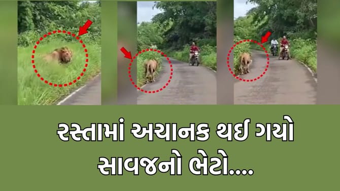બાઈક લઈને જઈ રહ્યા હો અને અચાનક સાવજ આવી જાય તો.... બસ આવુ જ થયુ- જુઓ