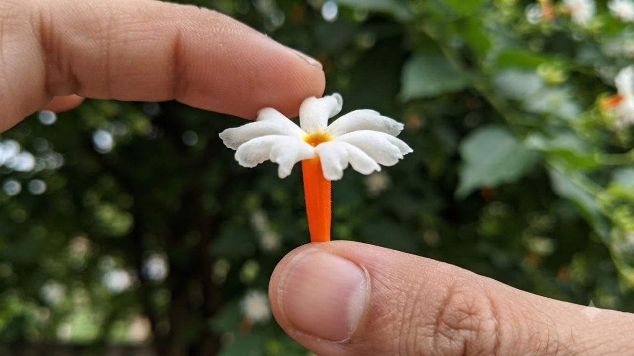 છોડ બરાબર ઉગી ગયા બાદ દર 15 થી 20 દિવસે તેનુ બારીક કટિંગ કરવુ જરૂરી છે. ત્યાબાદ જ્યારે છોડમાં કળીઓ આવવાનો સમય થાય ત્યારે તેને નાઈટ્રોજનવાળુ ખાતર કે પોટાશયુક્ત પ્રાકૃતિક ખાતર આપવુ જોઈએ. જેનાથી ફુલ મોટા અને ચમકીલા ખીલે છે. 
