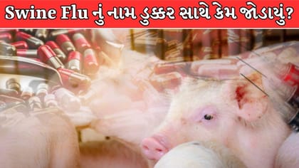 Swine Fluનું નામ ડુક્કરથી કેમ પડ્યું? H1N1 વાયરસ સાથે શું છે કનેક્શન?