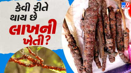 ઝાડ પર થાય છે લાખની ખેતી, જાણો કેવી રીતે મળે છે કમાણી!