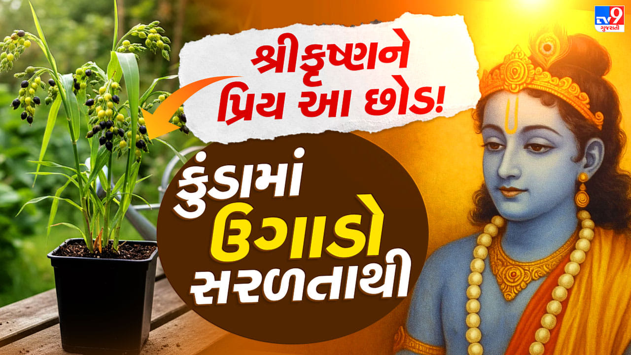તુલસી નહીં, આ છોડ પણ છે શ્રીકૃષ્ણને પ્રિય ! ઘરે કેવી રીતે ઉગાડશો ?