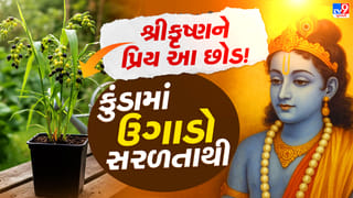 તુલસી નહીં, આ છોડ પણ છે શ્રીકૃષ્ણને પ્રિય ! ઘરે કેવી રીતે ઉગાડશો ?