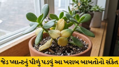 જેડ પ્લાન્ટ પીળો પડવો આર્થિક તંગીનો સંકેત?