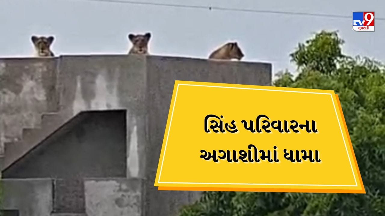 ગીર સોમનાથ: વરસાદી માહોલમાં સિંહ પરિવાર મકાનની અગાશી પર પહોંચ્યો